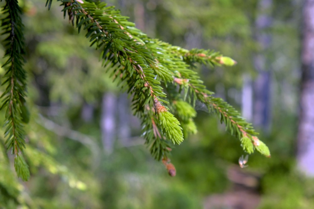 Egles zari ar jaunajiem dzinumiem Egles zari ar jaunajiem dzinumiem
