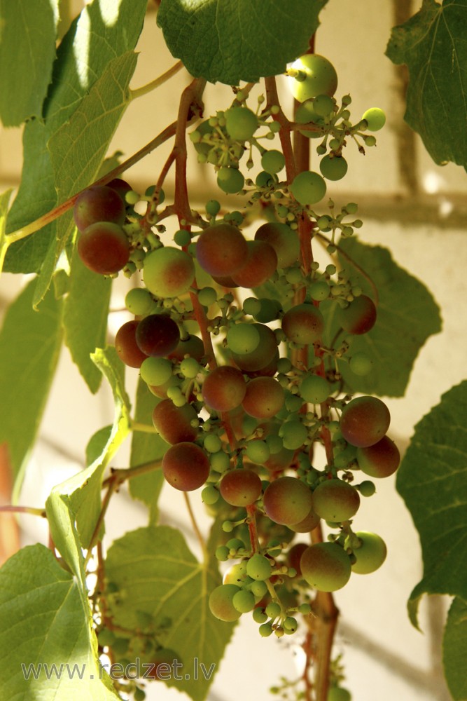 Grapes