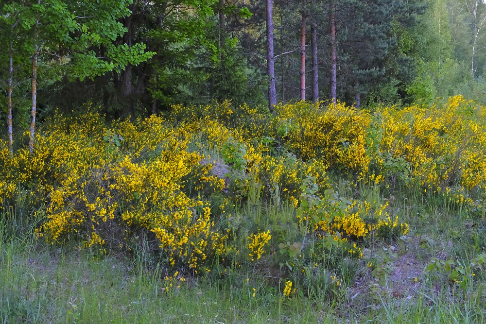 Parastā slotzara krūmi meža malā Parastā slotzara krūmi meža malā
