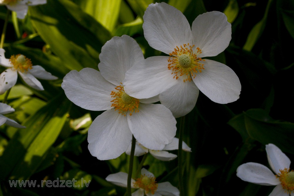 Anemones ziedi