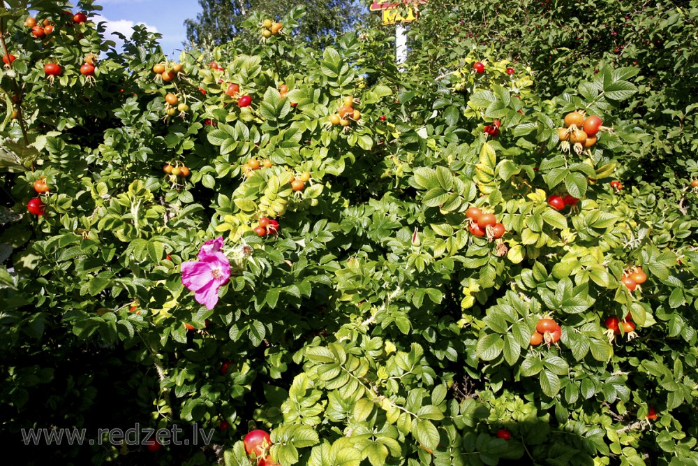 Krokainā roze (Savvaļas roze)