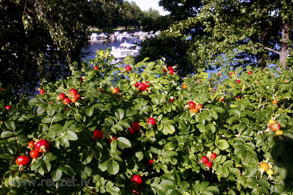 Krokainā roze (Savvaļas roze)