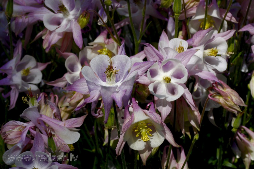 Columbine Flowers