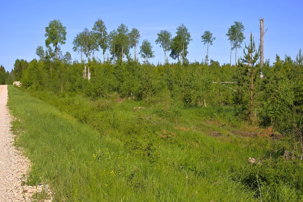Apses, kas atstātās izcērtot veco mežu