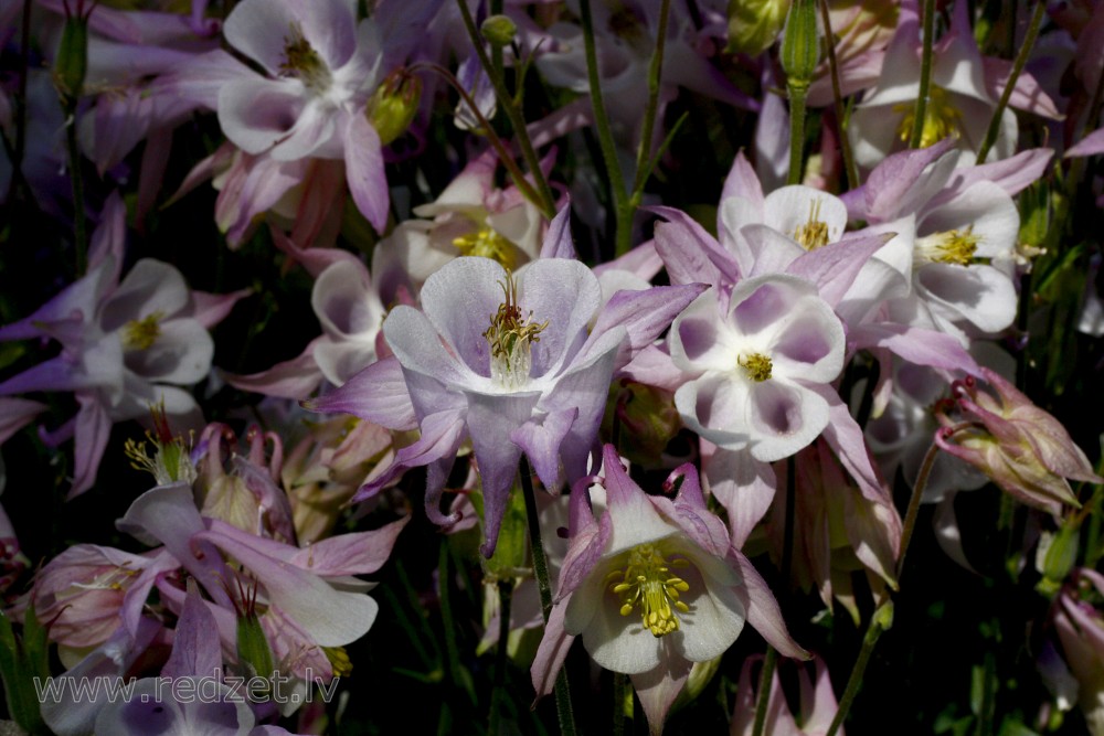 Columbine Flowers