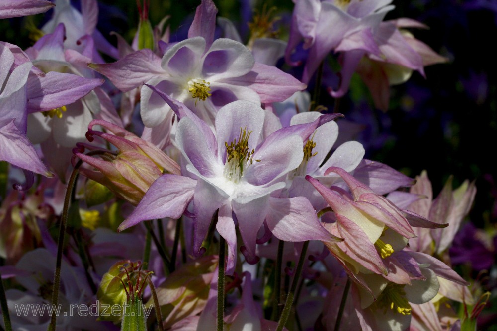 Close up of Columbine Flowers