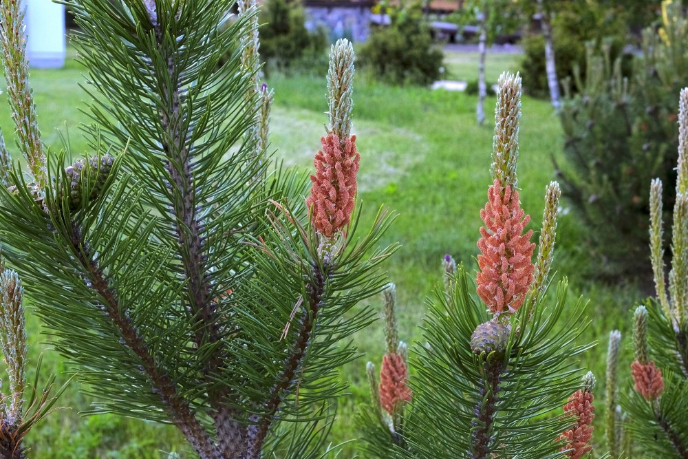 Priežu jaunie dzinumi