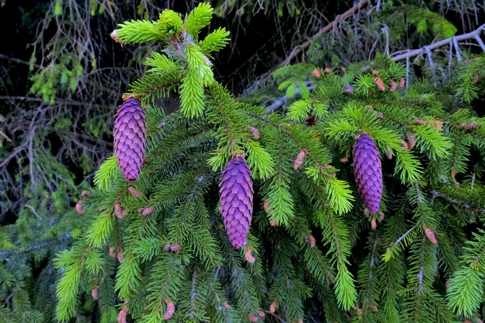 Egles jaunie čiekuri