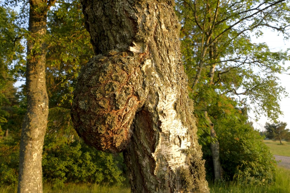 Burl on Birch Trunk