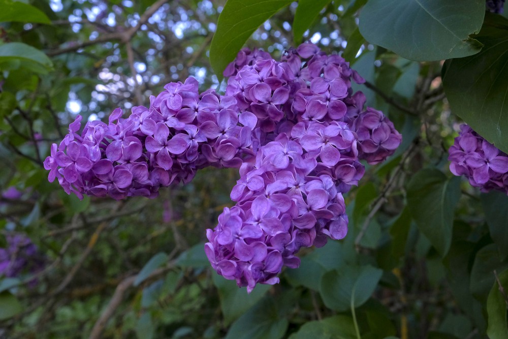 Ceriņu laiks Ceriņu laiks