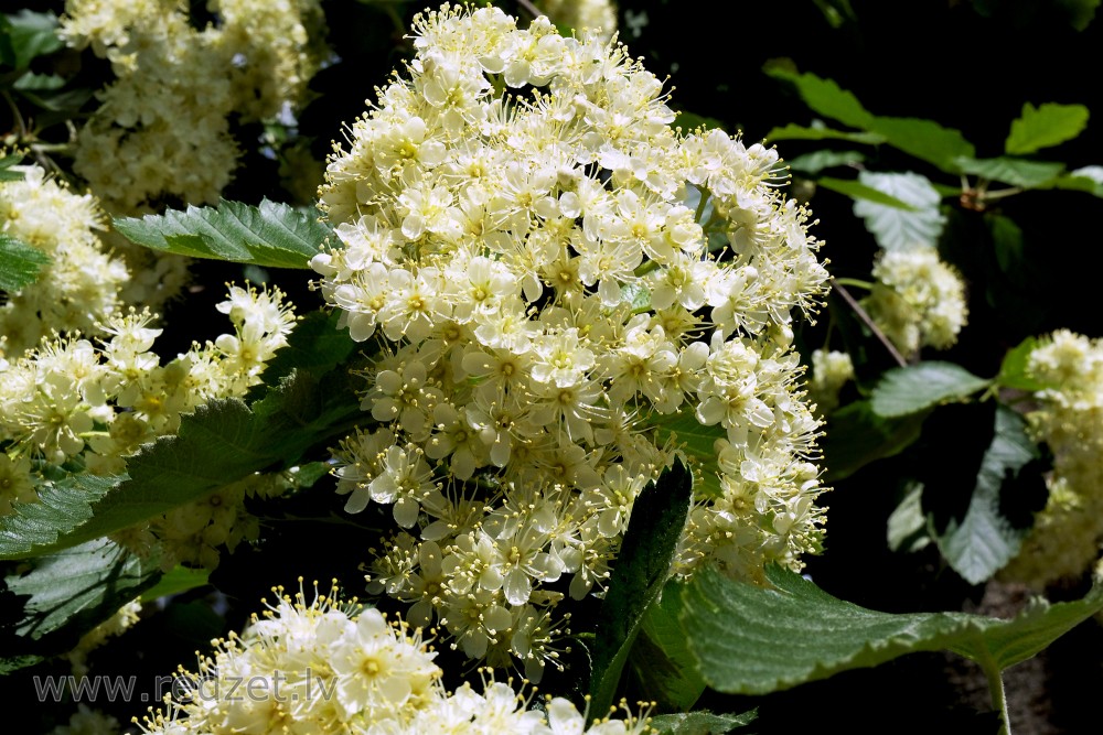 Flowers of Swedish Whitebeam