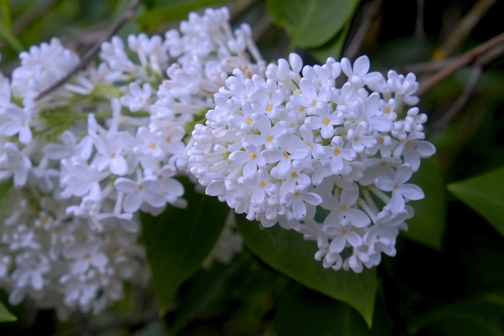 Maijs - ceriņu ziedēšanas laiks Maijs - ceriņu ziedēšanas laiks
