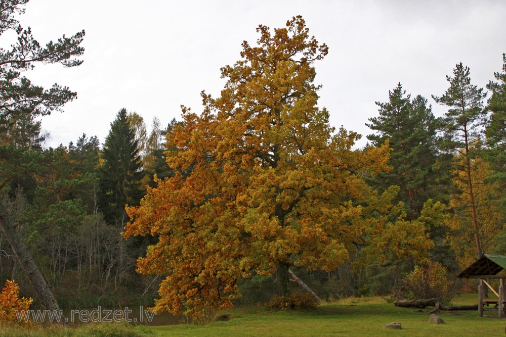 Oak in autumn