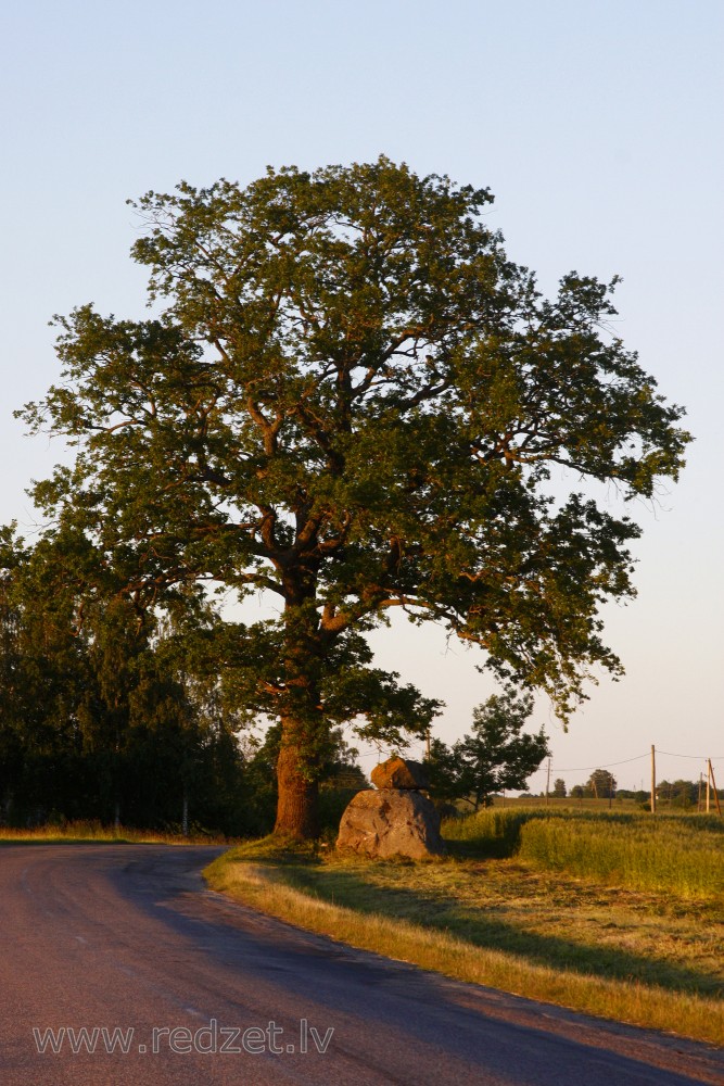 Ozols ceļa malā