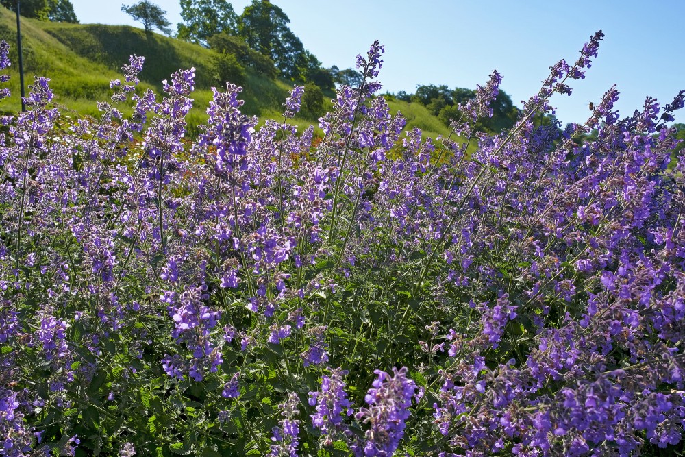 Catnip, Catswort, Catwort, or Catmint