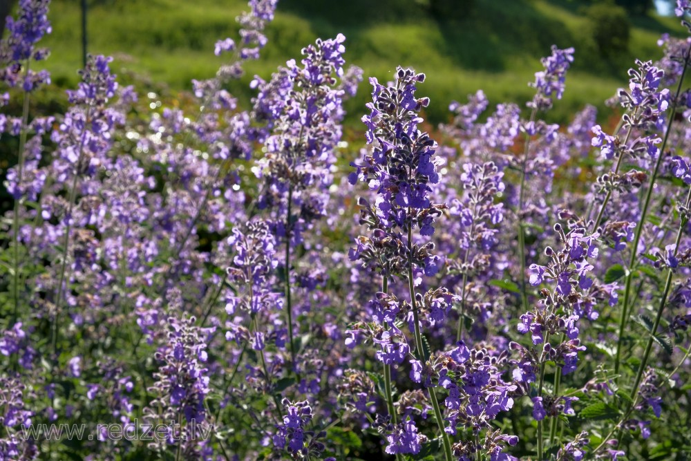 Catnip, Catswort, Catwort, or Catmint