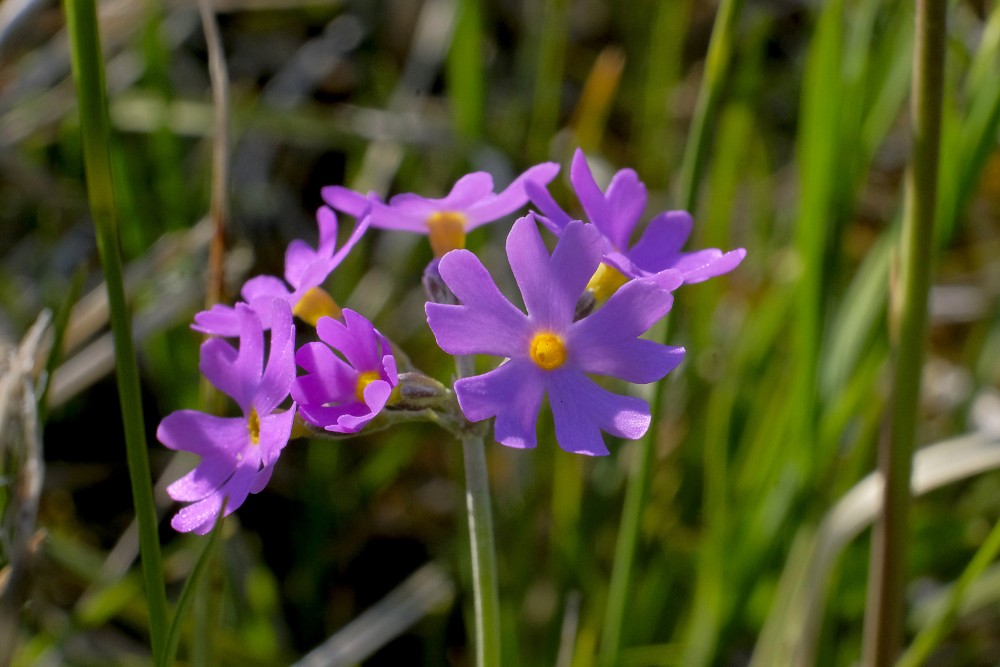 Primula Farinosa (bird's-eye Primrose)