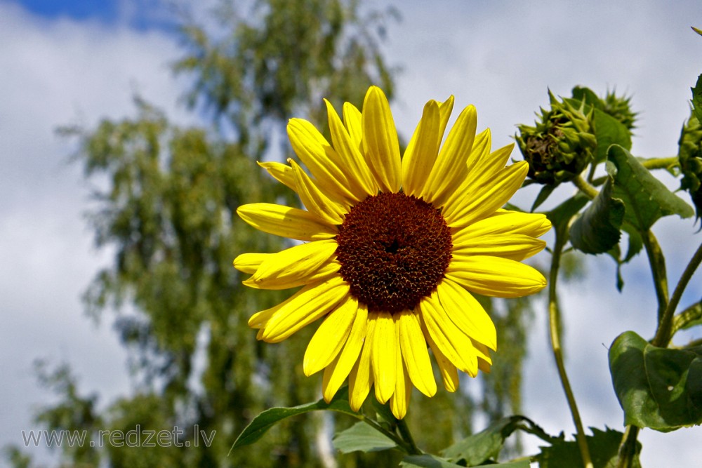 Common sunflower
