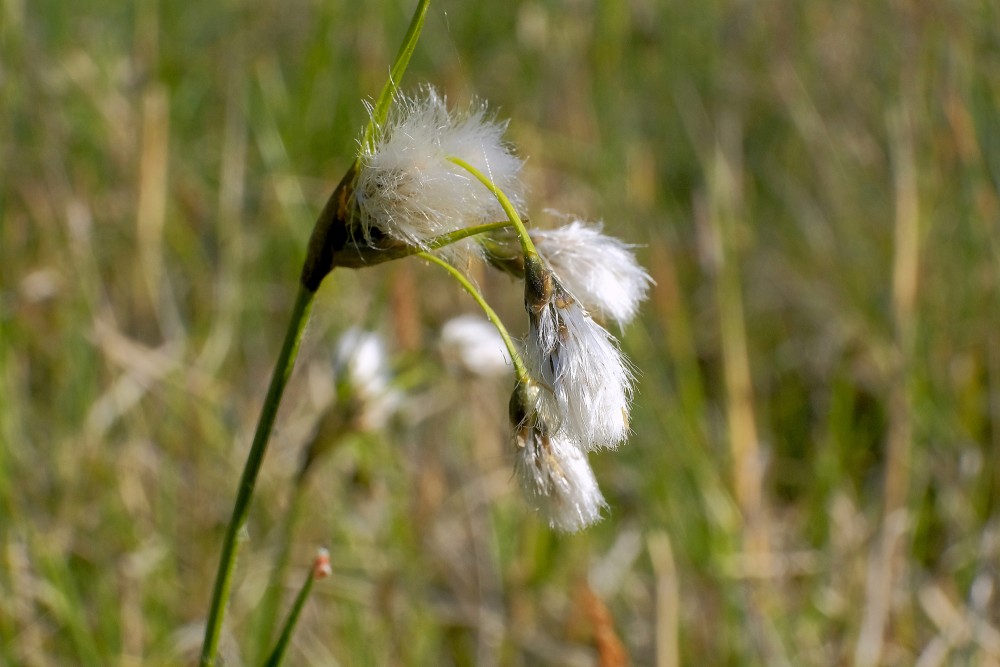 Eriophorum latifolium (Broad-leaved bog-cotton)