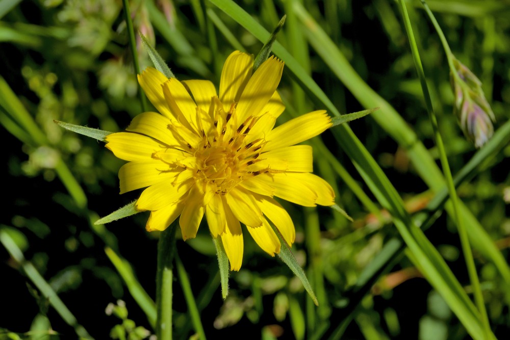 Meadow salsify or Meadow goat's-beard