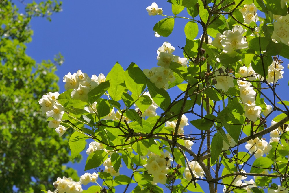 Parastais filadelfs jeb neīstais jasmīns