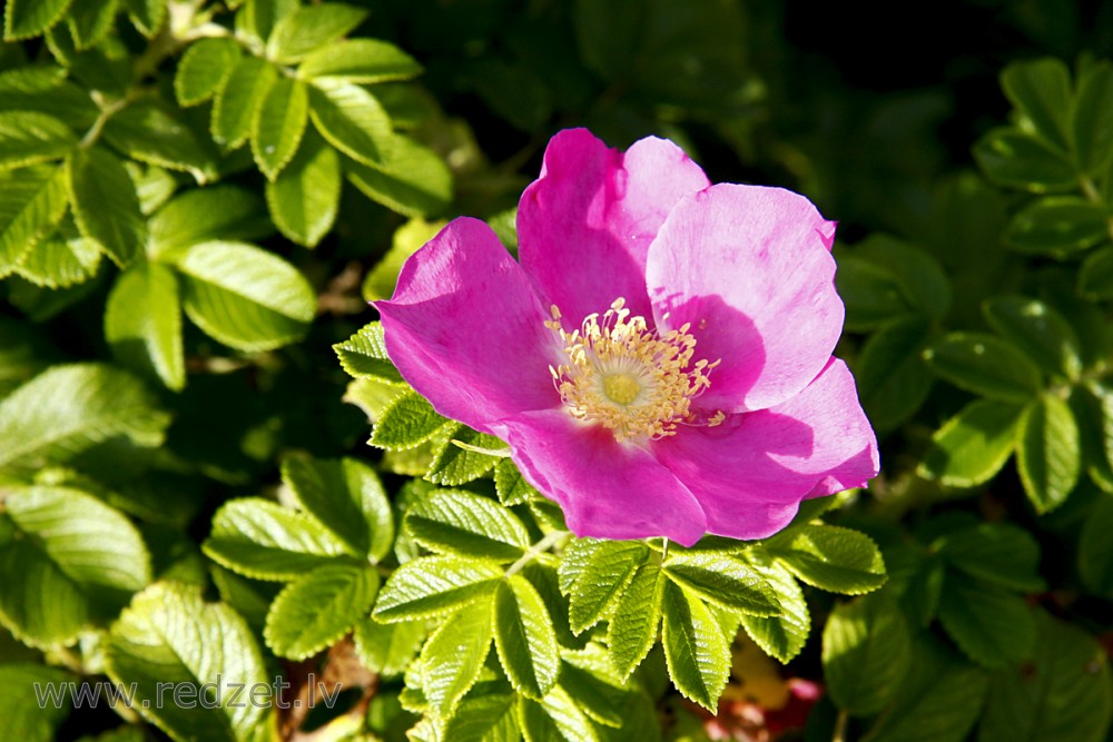 Krokainā roze (Rosa rugosa)