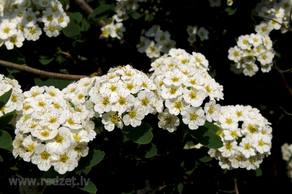 Vanhoutte spirea