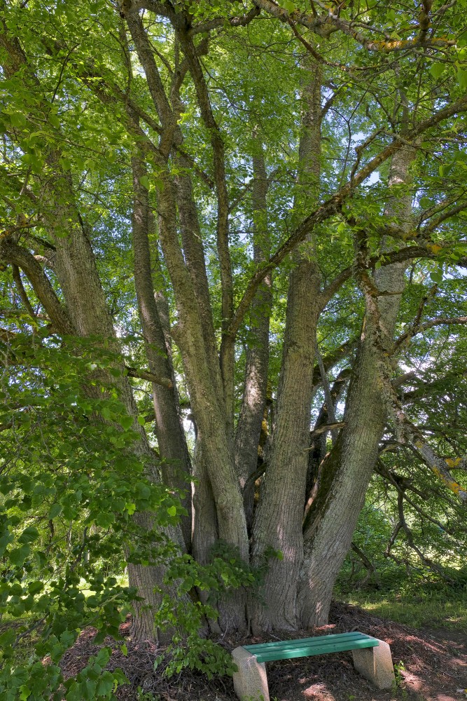 Popraga daudzstumbru liepas stumbri