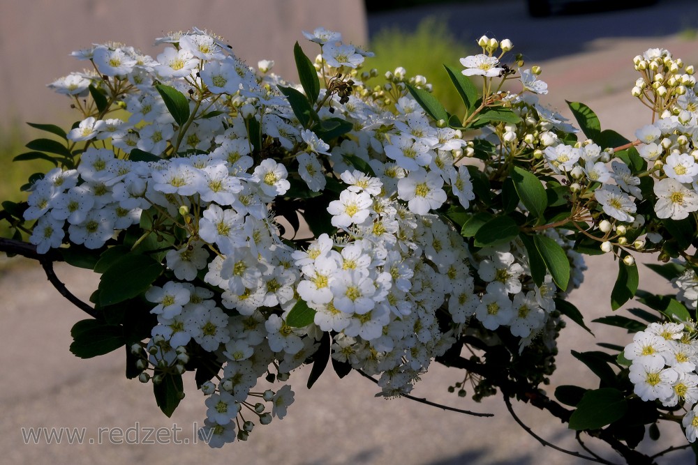 Vanhoutte spirea