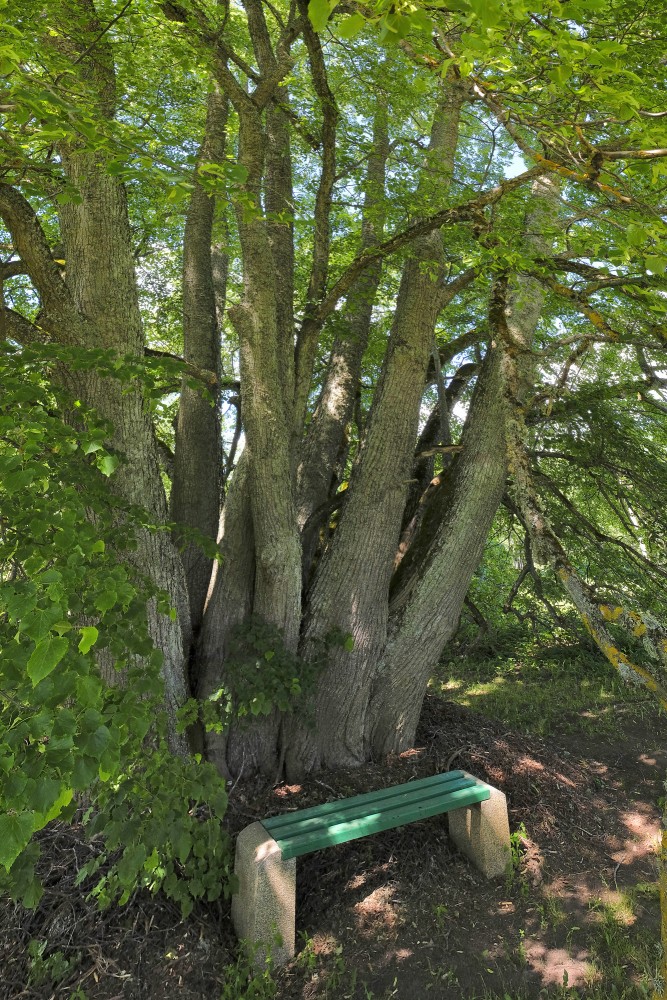 Popraga daudzstumbru liepas stumbri Popraga daudzstumbru liepas stumbri