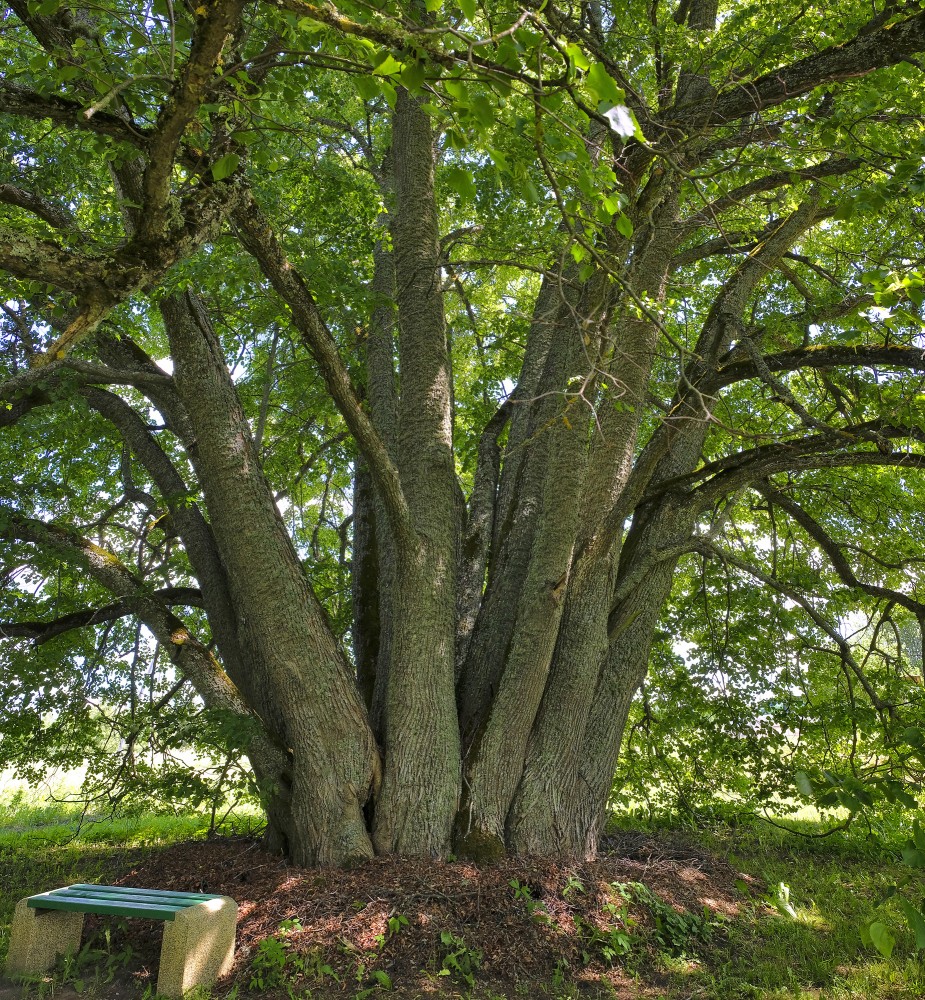 Popraga daudzstumbru liepas stumbri