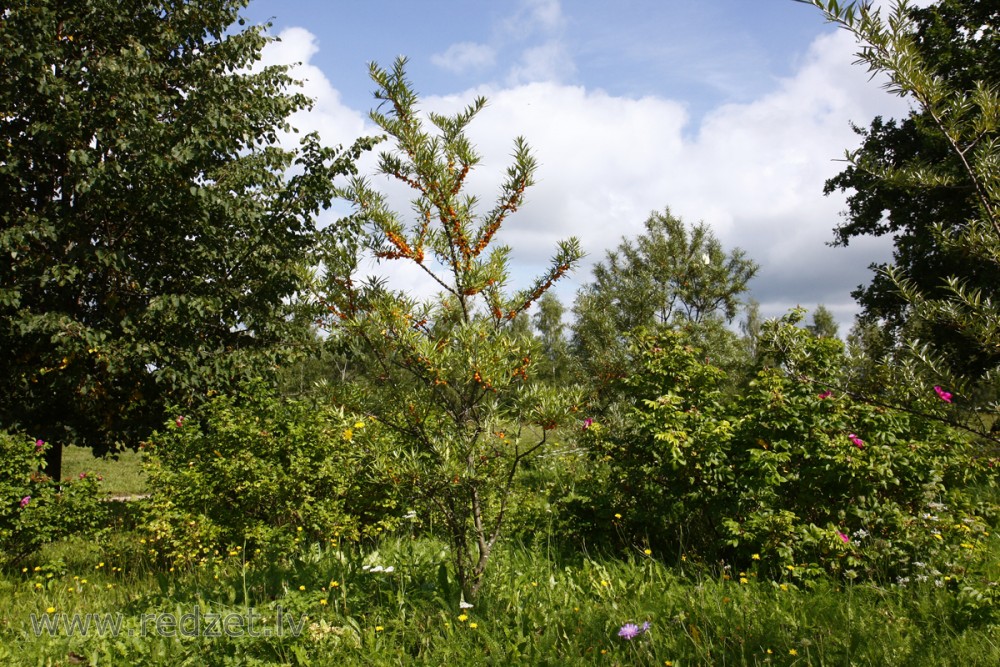 Smiltsērkšķis (Hippophae rhamnoides)