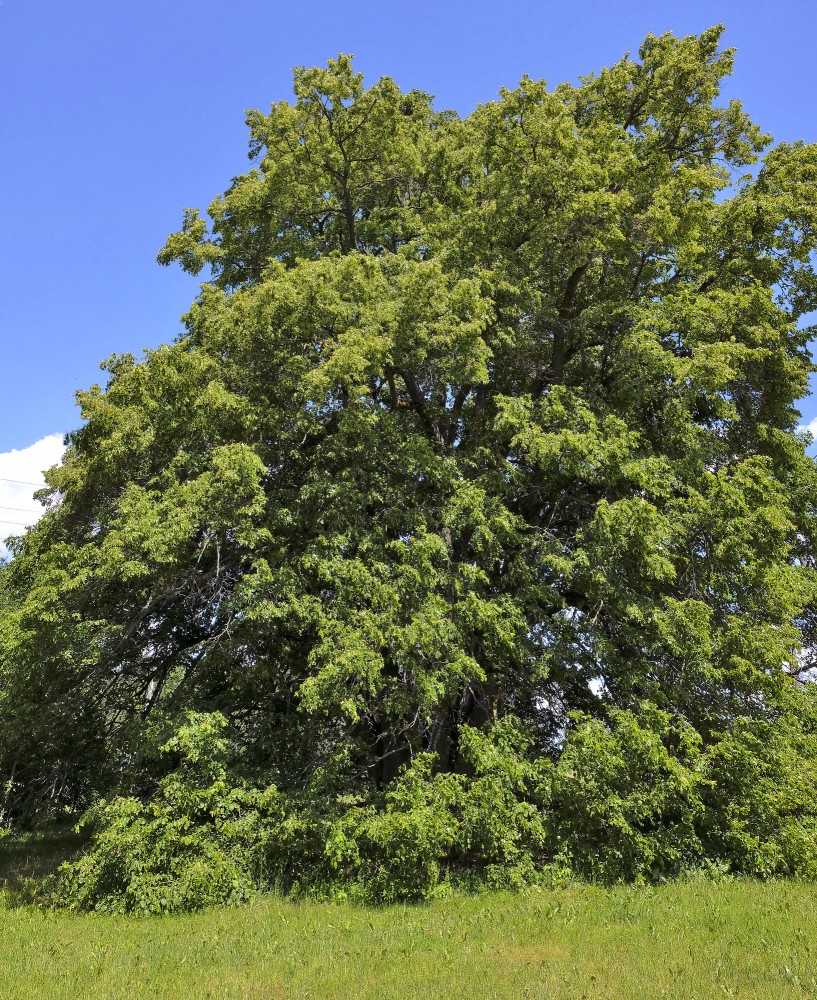 Popraga (24 stumbru) liepa