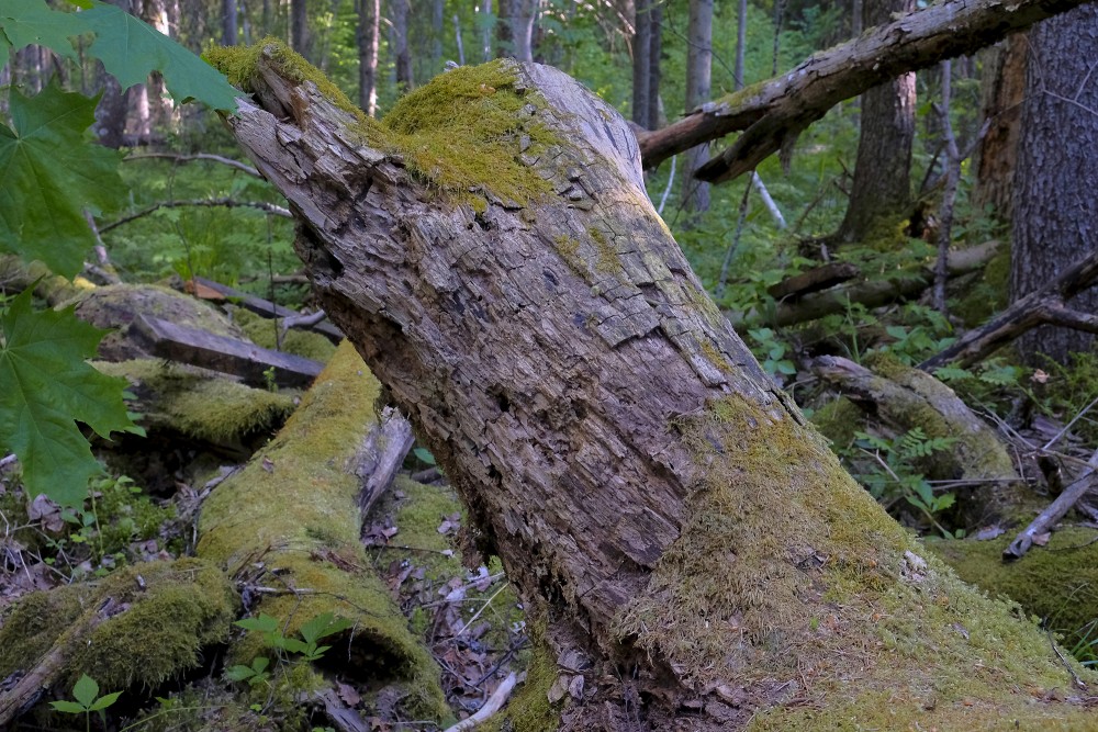 A Rotten Tree Trunk
