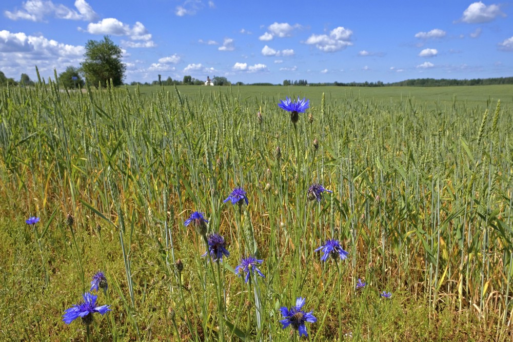 Rudzupuķes kviešu lauka malā