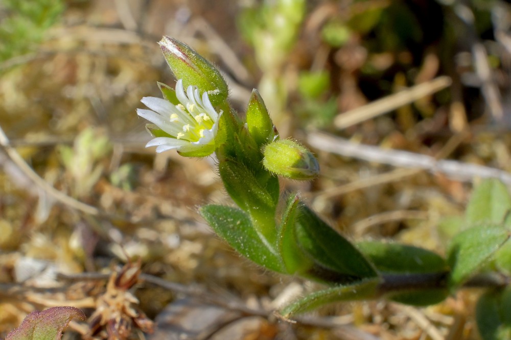 Cerastium semidecandrum (Little Mouse-ear)