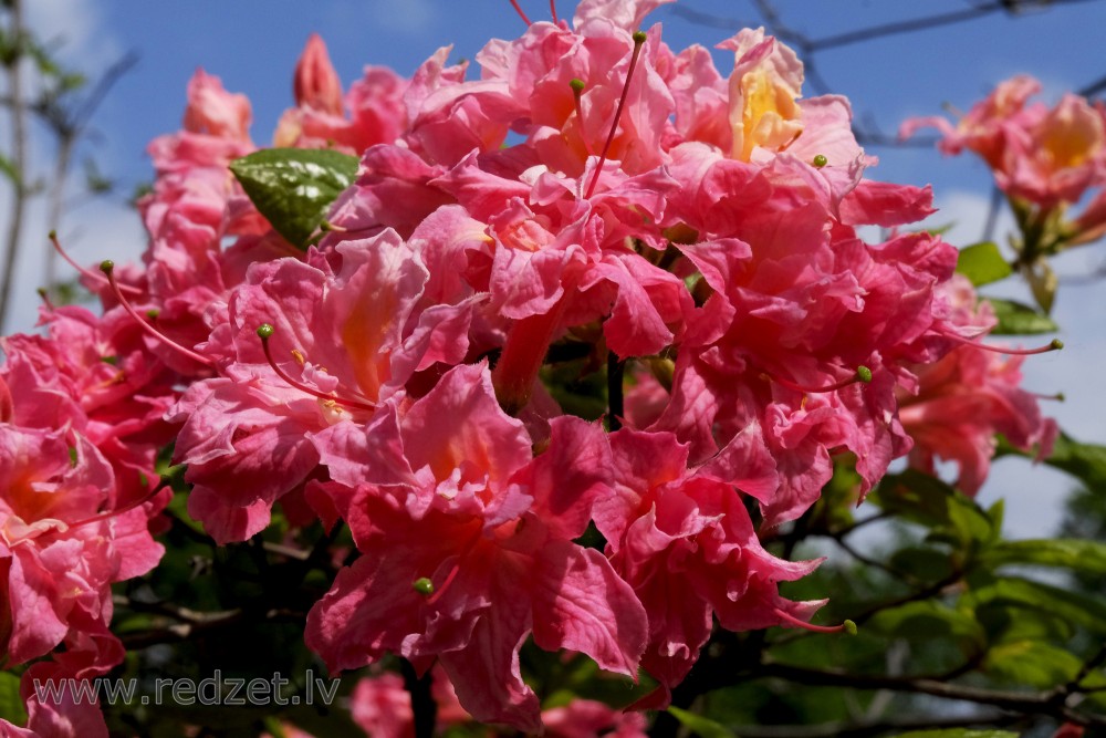 Ziedošs rododendrs tuvplānā