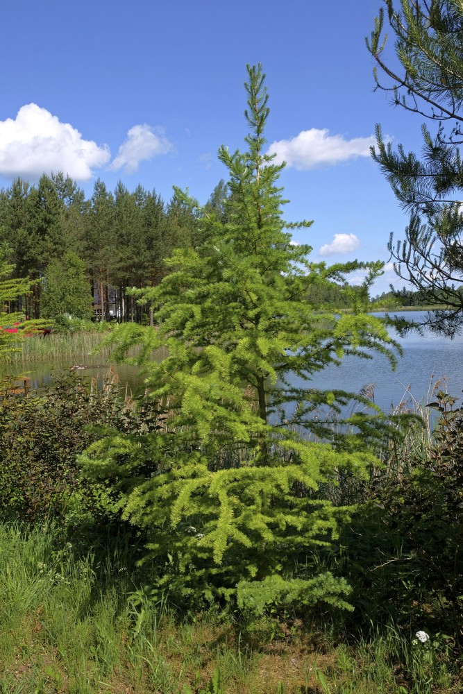 Jauna lapegle (Larix) Jauna lapegle (Larix)
