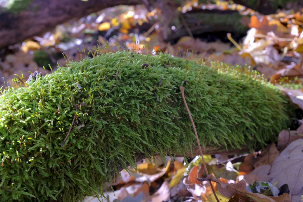Moss On Fallen Tree Trunk