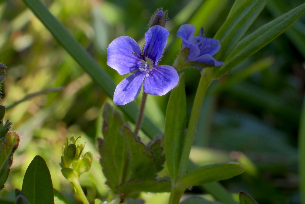 Birztalas veronika (Veronica chamaedrys)