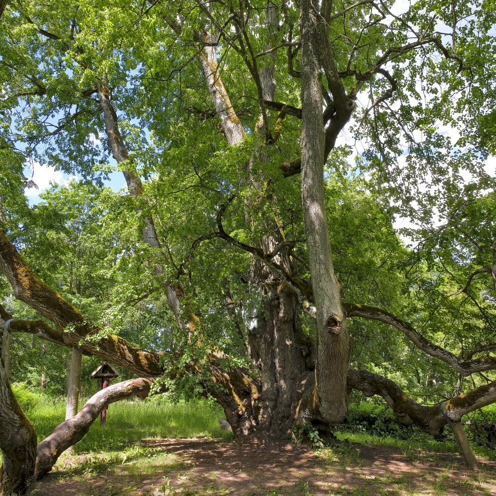 Sasmakas (Valdemārpils) Elku liepa