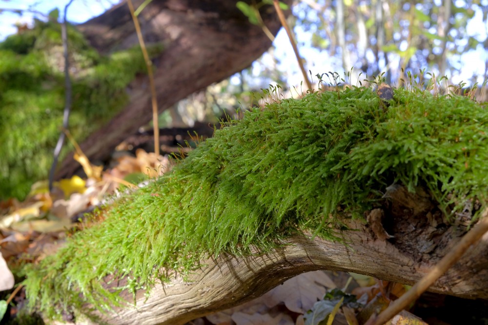 Moss Growing on the Fallen Tree