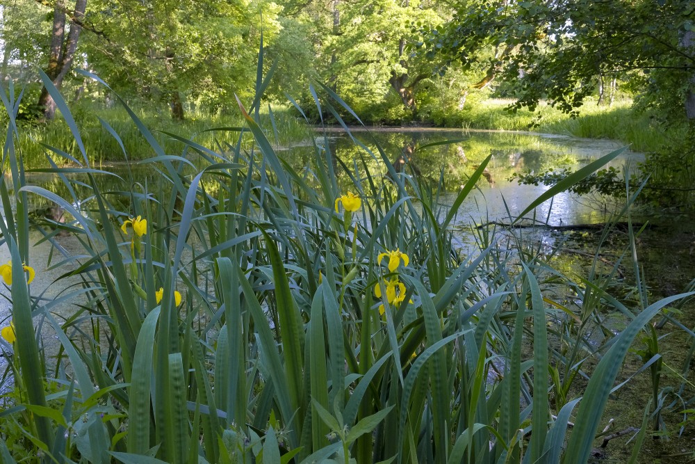 Iris pseudacorus (Yellow iris)