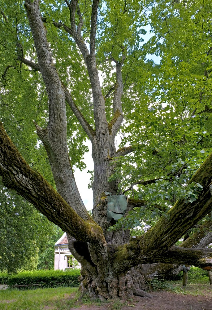 Sasmakas (Valdemārpils) Elku liepa Sasmakas (Valdemārpils) Elku liepa