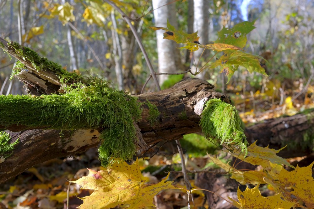 Moss Growing on the Fallen Tree