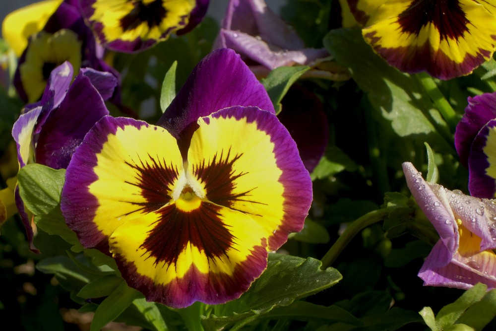 Pansy