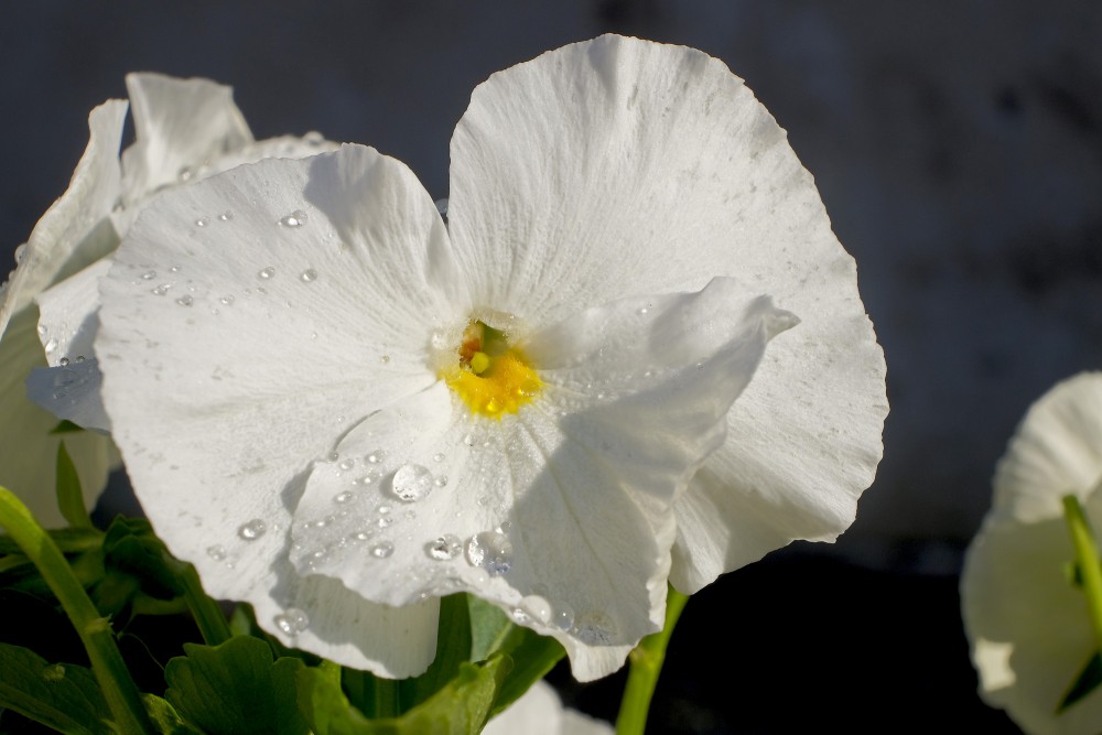 White Garden Pansy