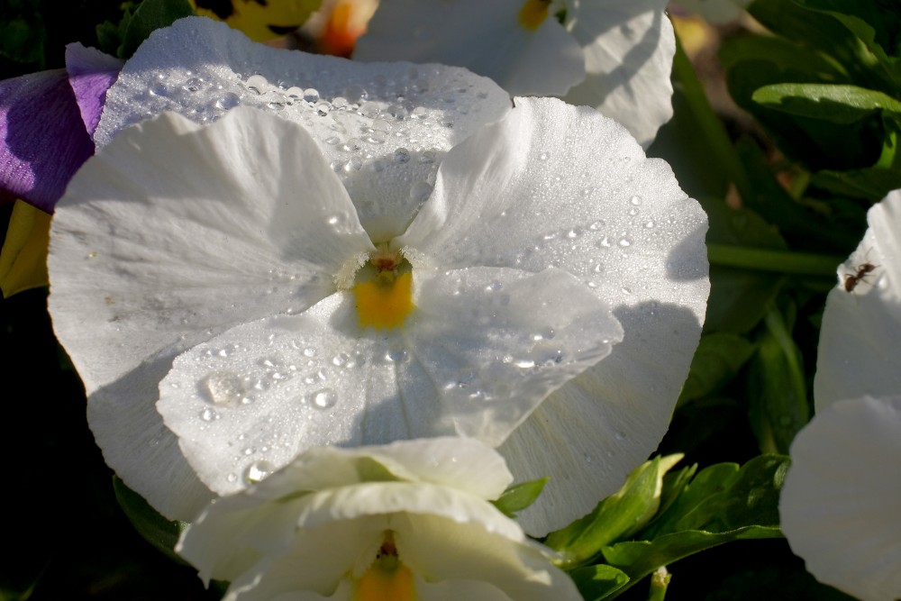 White Garden Pansy