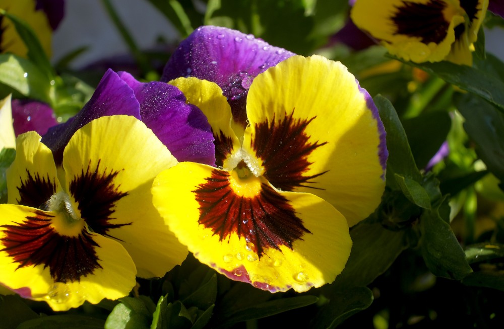 Pansy