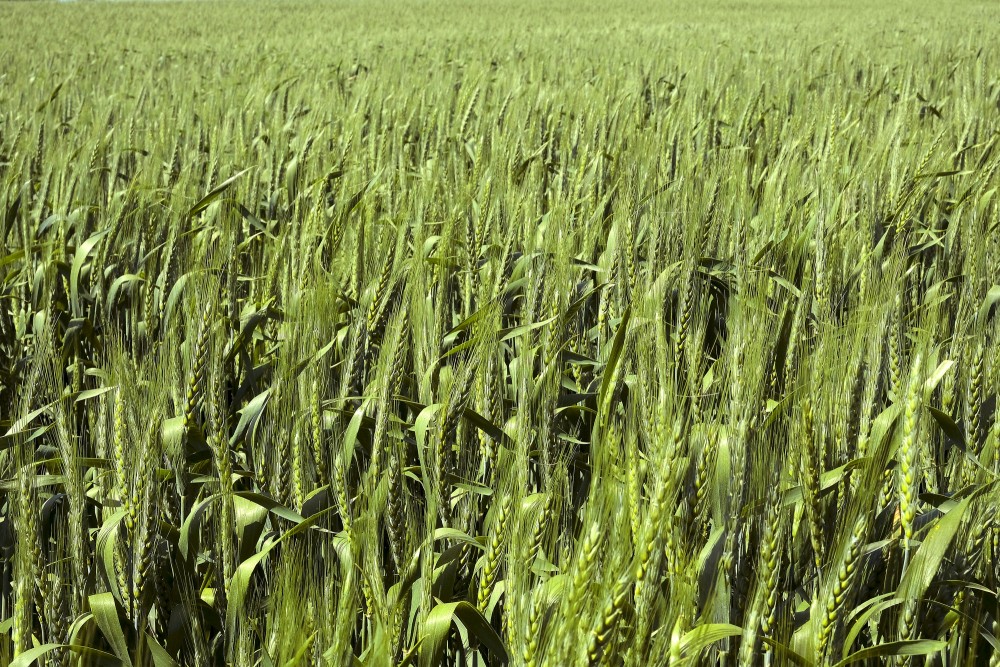 Miežu tuvplāns vasaras sākumā